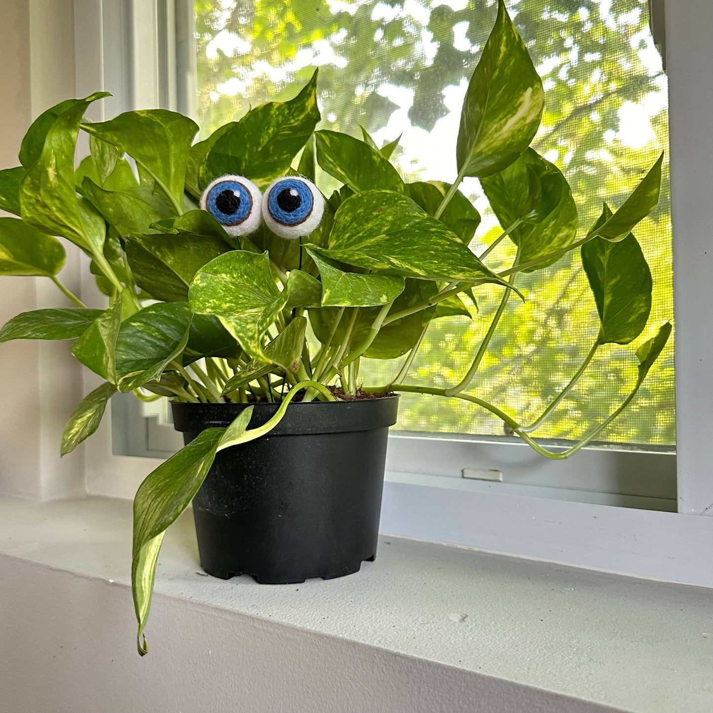 Plant Eyeballs- Choose your colors and quantity