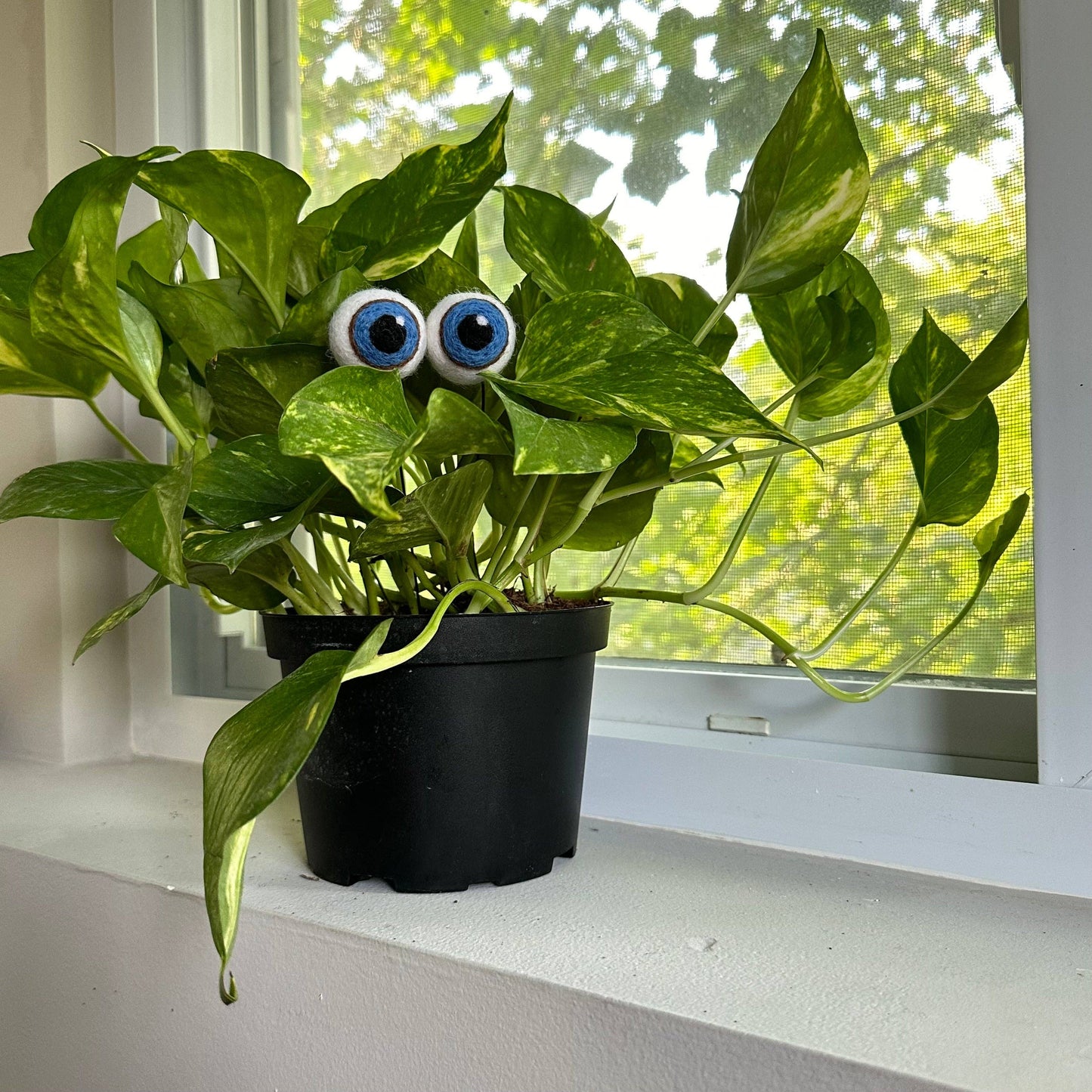 Plant Eyeballs- Choose your colors and quantity