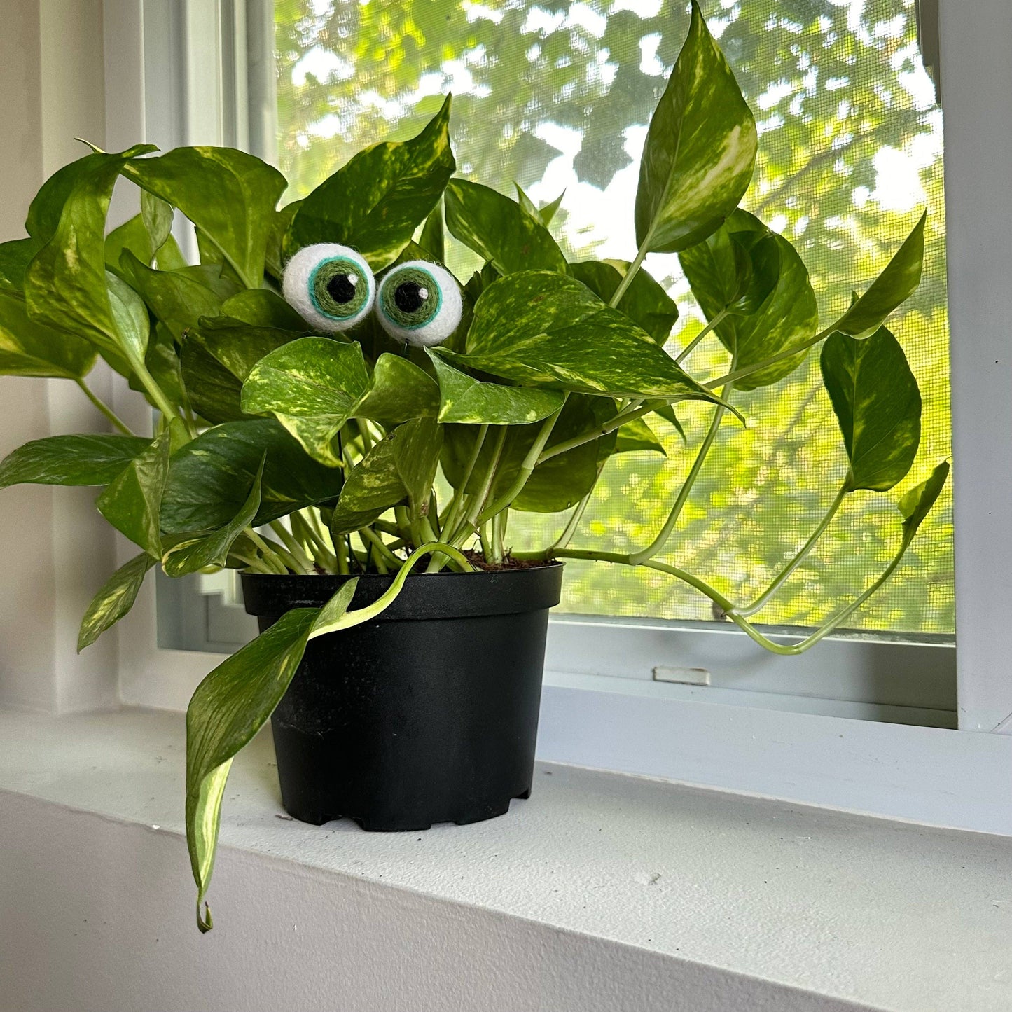 Plant Eyeballs- Choose your colors and quantity