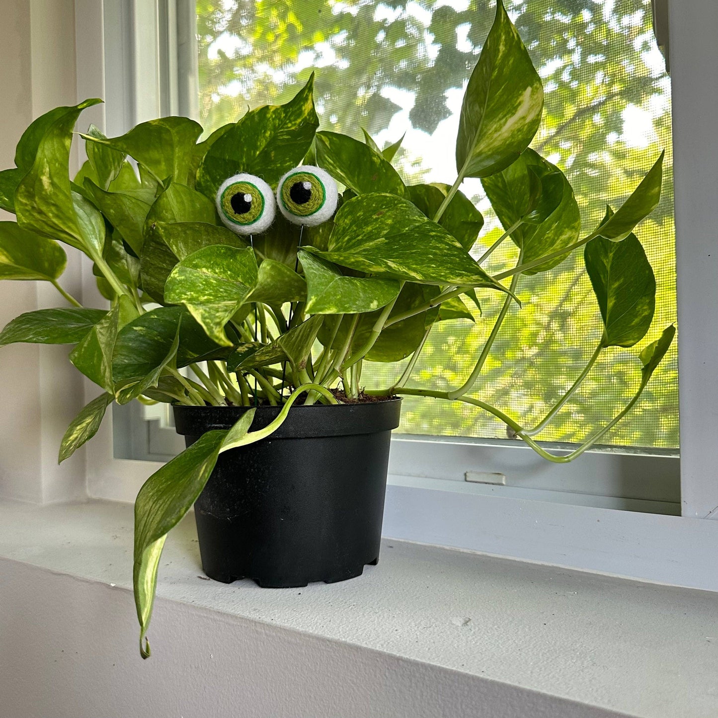 Plant Eyeballs- Choose your colors and quantity