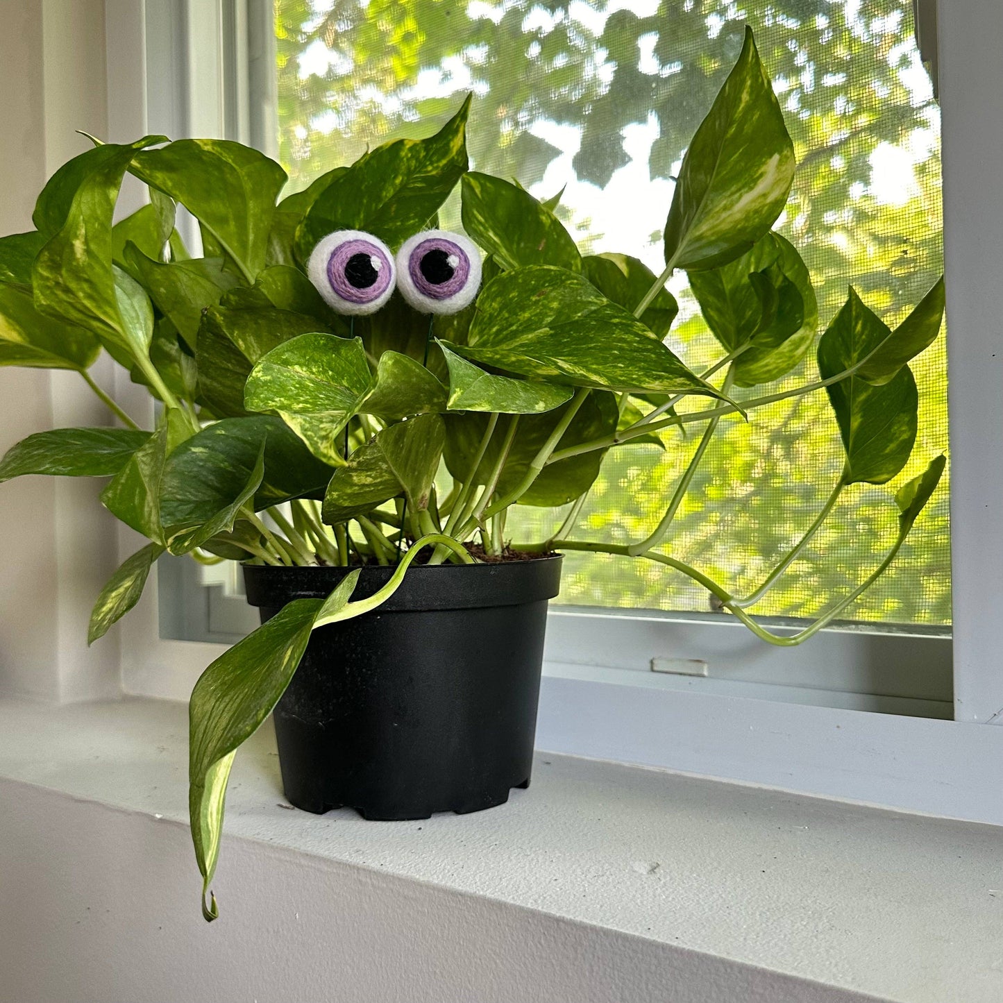 Plant Eyeballs- Choose your colors and quantity