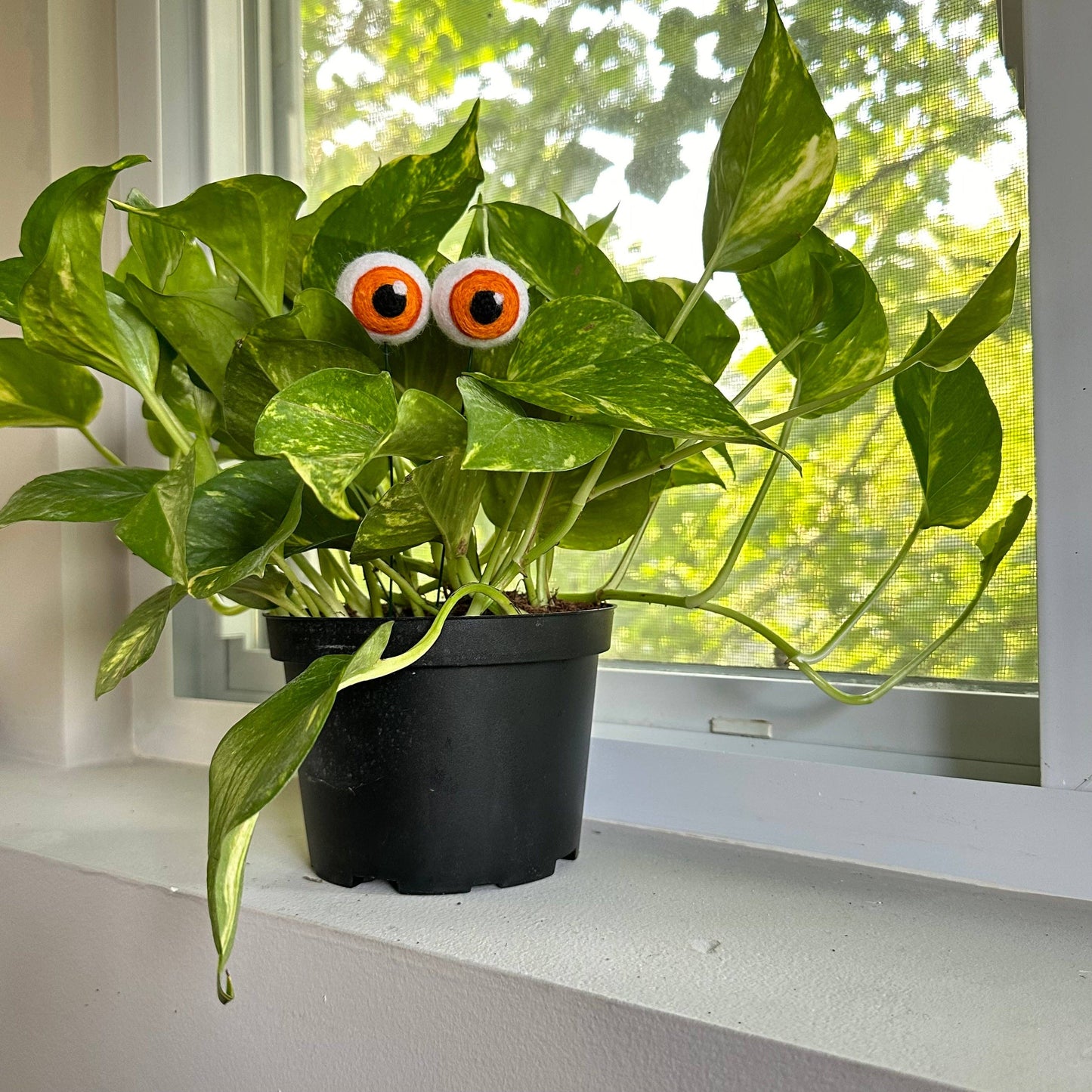 Plant Eyeballs- Choose your colors and quantity